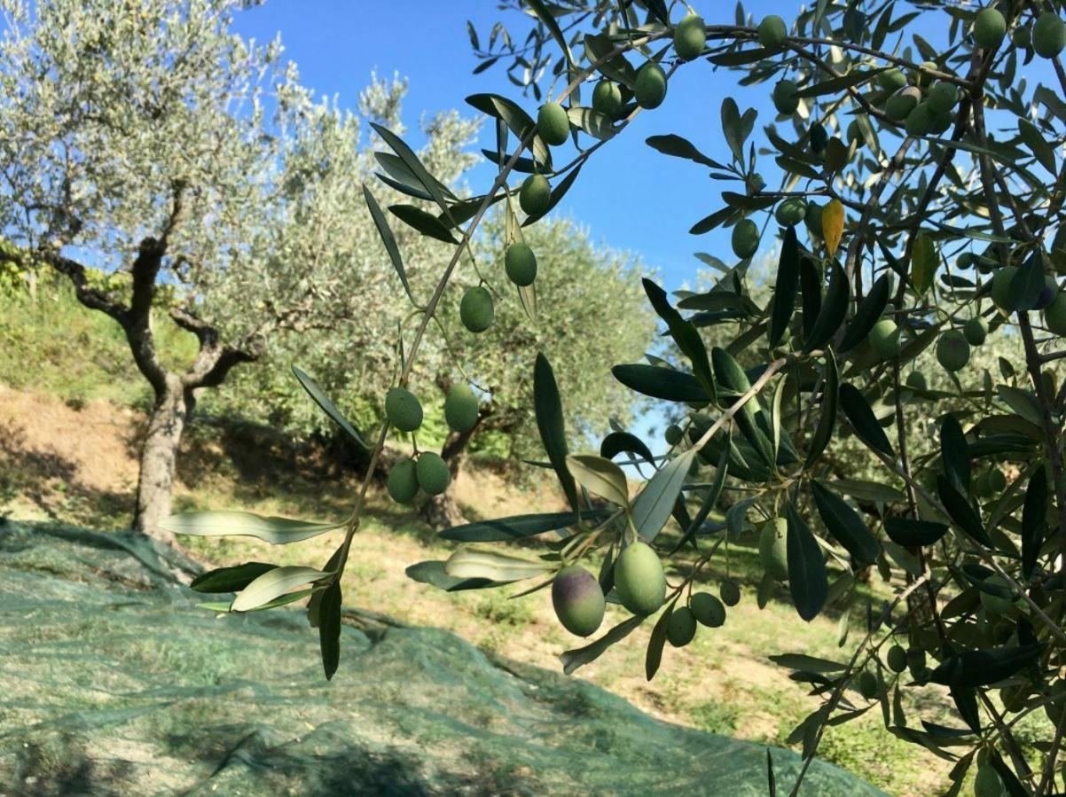 Glamping E Cirelliwines Abruzzo * Citta Sant'Angelo