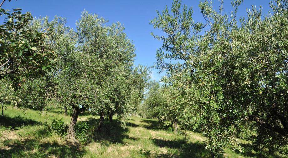 Lodge Glamping E Cirelliwines Abruzzo *